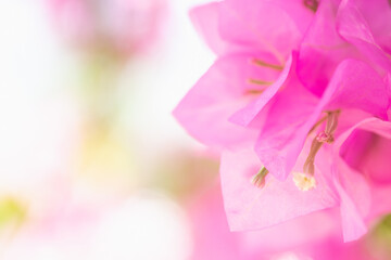 Concept nature view of pink leaf on blurred greenery background in garden and sunlight with copy space using as background natural green plants landscape, ecology, fresh wallpaper.