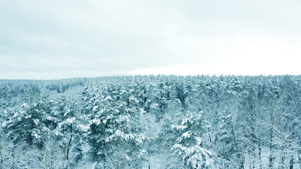 Aerial view from drone on blue snowy forest in winter