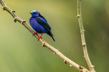 Guit-guit saï (Cyanerpes cyaneus) perched on a branch in the forest in the Arenal volcano area, Costa Rica