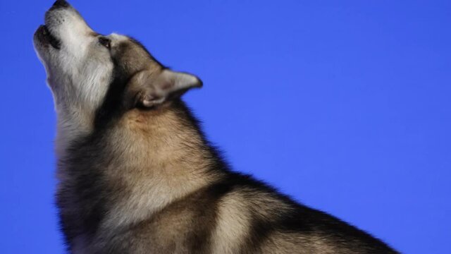 Profile portrait of an Alaskan Malamute in the studio on a blue background. The dog sits with its head up, looks up and begins to bark. Slow motion. Close up.