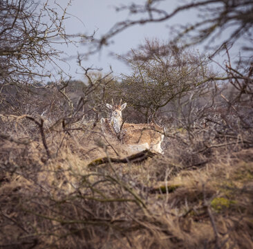 Two young fallow-deers hiding in deep forest behind branches.