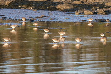Common Redshank (Tringa totanus), Whiteabbey, Belfast, Northern Ireland, UK