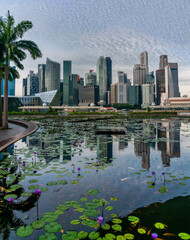 Singapore Skyline with palms and reflective lilly and lotus pool