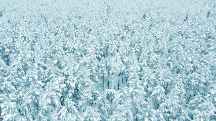 Aerial view from drone on blue snowy forest in winter