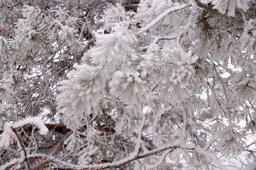 Frosted branch pine tree in the city park