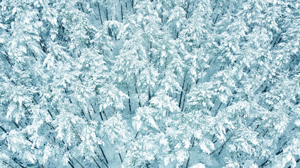 Fototapeta premium Aerial view from drone on blue snowy forest in winter