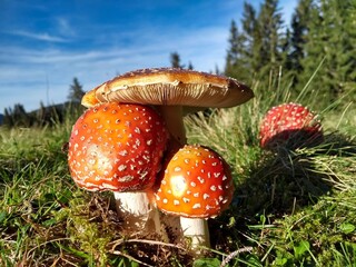 A family of fly-agarics grows in the forest on moss and grass.