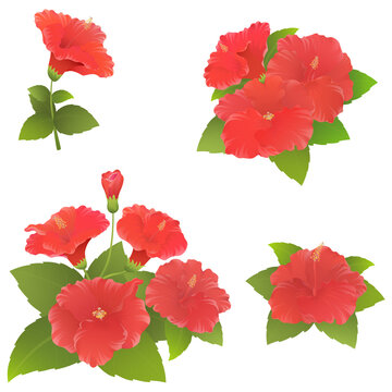 Set - red hibiscus flowers. Tropical flower Set.