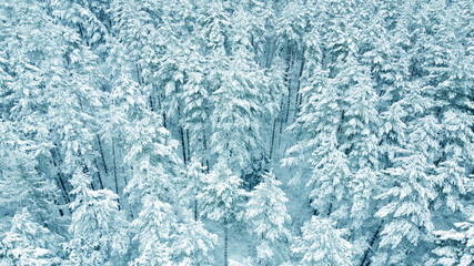 Aerial view from drone on blue snowy forest in winter