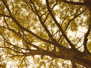 trees in the forest