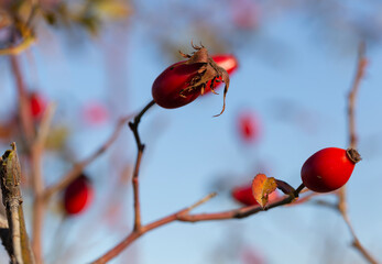 Red fruit of wild rose. The dog roses, the Canina section of the genus Rosa. Subtle swirly bokeh in the background.