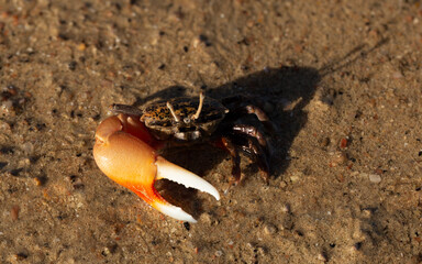 Gelasimus vocans is a species of fiddler crab. Fauna of the Red Sea.