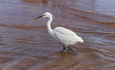 Little egret (Egretta garzetta). The white bird hunts fish in the red Sea.
