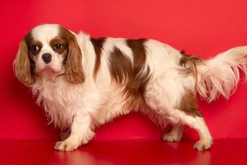 Cavalier King Spaniel is sitting on the red  background