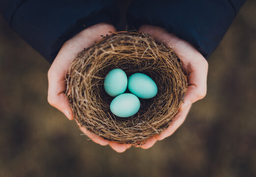 High angle shot of hands holding bird's nest with blue eggs in it.
