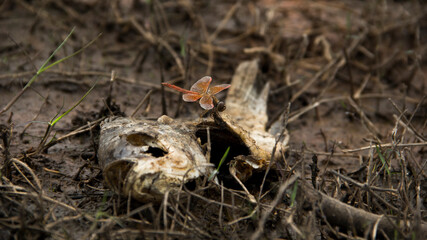 Dead and Alive