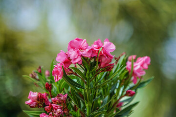 Blooming Pink Oleander flowers (Oleander Nerium)on a blurred background.