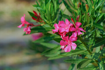 Blooming Pink Oleander flowers (Oleander Nerium)on a blurred background.