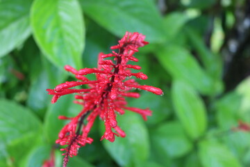 close up of red flower