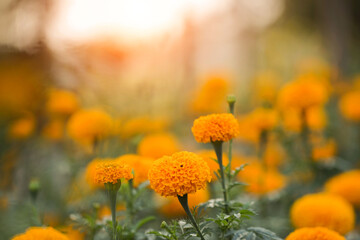 Beautiful marigold flowers in the garden.