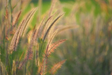 Grass flowers in the green grass field with sunset background.