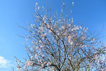 Almond or cherry tree blossoming at the beginning of spring. Flowers and buds under clear blue sky.