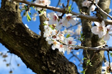 Bee eating on a cherry or almond tree flower.  Blossoming almond tree with beautiful white flowers. 