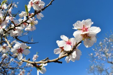 Almond or cherry tree blossoming at the beginning of spring. Flowers and buds.