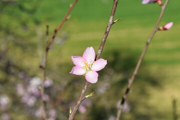 Beautiful pink flower on a blossoming almond or cherry tree branch with a green background.