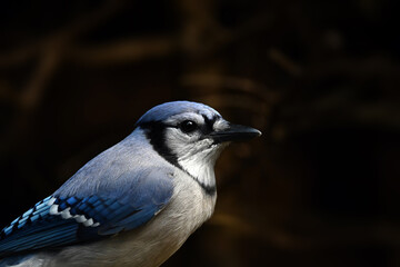 Blue jay portrait 