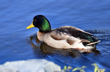 The mallard (Anas platyrhynchos) in a lake in Newfoundland  
