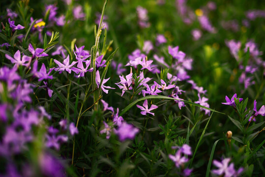 Little pink flowers background