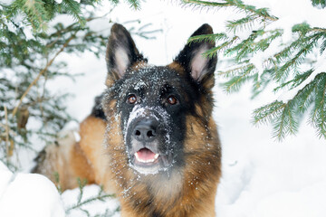 Beautiful shepherd walking in the winter in the forest.