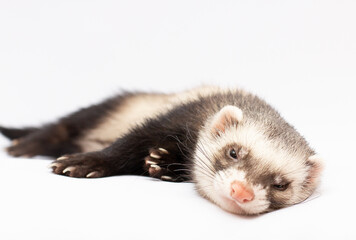 Ferret in front of white background banner copy space
