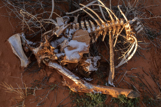 The bones of a dead horse rest in the elements of the winter desert
