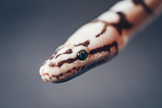 Head of beautiful white snake and eye with vertical pupil on grey.