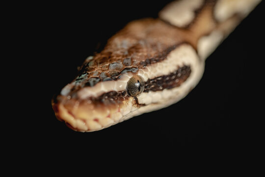 Close view of Ball python Butterfire Spider's head on black background