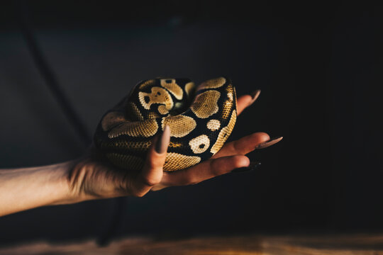 Convoluted snake in woman hand. Ball python Butterfire Spider as pet.
