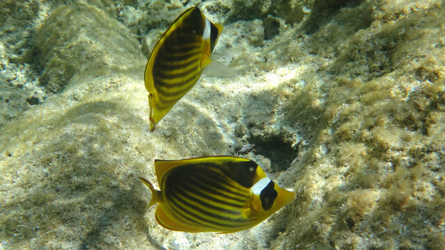 Morze Czerwone, ryby, koralowce, nurkowanie, płaszczka, meduza, wakacje, woda słońce, moczarki