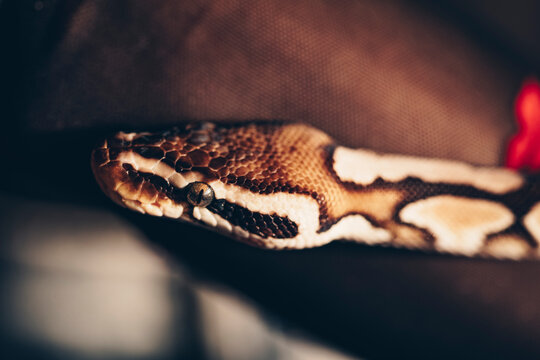 Close view of head of python with vertical pupil. alternative pet.