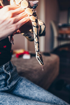 Woman holding python in hands in home. Ball phyton Butterfire Spider.