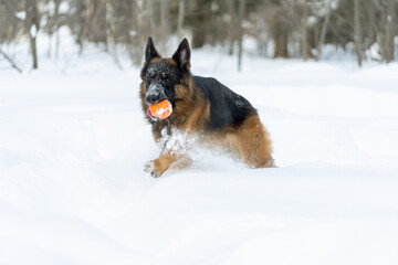 The dog plays ball in deep snow. Happy German Shepherd