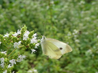 Karstweißling sitzt auf einer grünen Pflanze mit weißen Blüten