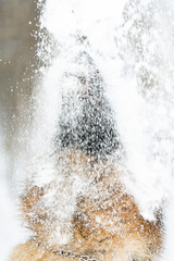 Snow falls from above on the dog. Portrait of a German Shepherd on which falls snowball