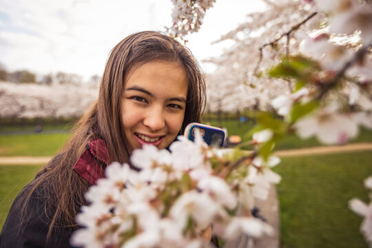 Mixed race woman is taking a photo of cherry blossom by smarthone.