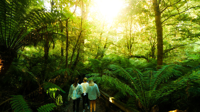 Fototapeta College Students hiking through a sunny jungle  in Victoria, Australia