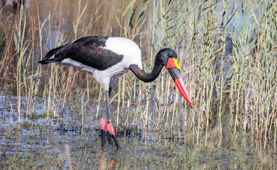 Male yabiru stork catches a frog with its beak in a swampy area.