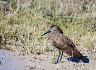 Hammerhead bird or hammerhead heron or Hamercop  rests on the sandy shore of the reservoir.