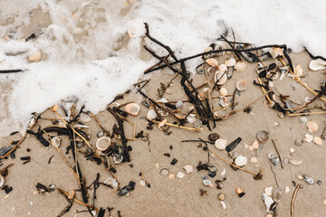 Shells and twigs in the foamy shoreline at Atlantic Beach