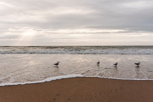 Seagulls take a morning bath on the shore at Topsail Beach, NC